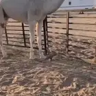 للبيع القعود الكفو العلياني