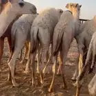 للبيع حيران فاخره