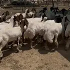جذعات نعيم صنف الصنف