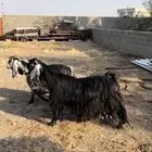 عنز كفوو دافع