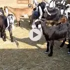 معزا عوارض جذعات وثنيات ورباع مضاريع ودفيع