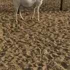 عنزه هولنيه صنف