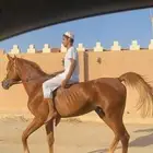حصان شعبي