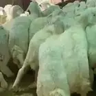 بهم للبيع العدد55ورخال9 اللي مايضحي 8 الموقع شمال عفيف