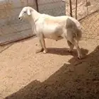 للبيع