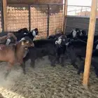 تيوس وجفار