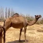 للبيع عشرا وبنتها