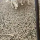 رخال طيبات مقفلات شحم