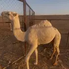 قعود اوضح