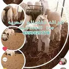 ذبايح الرائد الحرية