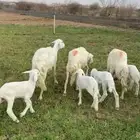 ضان متابيع