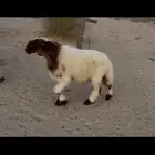 مشروع فحل نعيم صنف