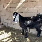 جذعات 7شهور -8شهور