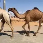الحقه الفريحيه