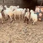 رخال وخرفان محايل عسير