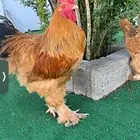 ديك واربع دجاج براهما اصل فواخر