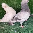 جوز لونق