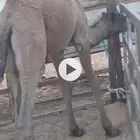 حاشي قعود مفرود لباني