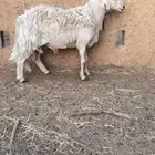 خروف فحل حري