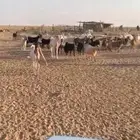 معزا للبيع