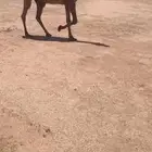 للبيع الصفرا خفوت مسحوب ولده سنها رباع وعلى جميع الشروط