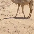 للبيع قعود كفو باتلي