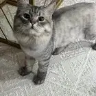 قط شيرازي للتبني