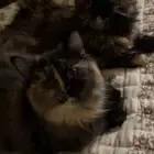 قطط لتبني سليمه