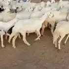 غنم حري