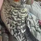 كروان تربيه
