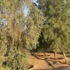 لاند 99 وكاله موقعه شمال الارطاويه