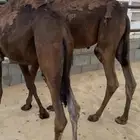 قعدان
