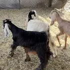 جفار للبيع