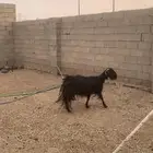 عنز حليب