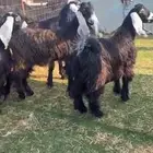 للبيع تيوس عوارض مخاصي فل شحم