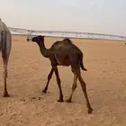 بكره البيع عمره سبعه شهور