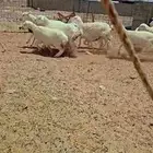 رخال طيبه ونظيفه من غنمي