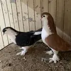 حمام