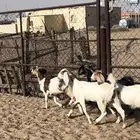 عنقان وخروف