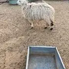 شاه هجين بنعيمي معه خروف