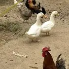 دجاج وبط