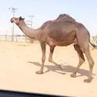 ضروبه مجهم