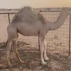 بكره قصب طيب