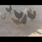دجاج