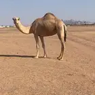 ناقه ضروبه للبيع
