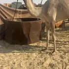 لقيه ذلول هجن مهجنه ضروبه