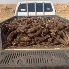 هايلوكس 10 غماره جروم وطيبه