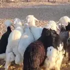طليان وتيوس للبيع الموقع املج