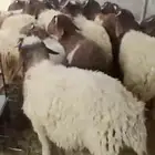 للبيع طليان نعيم