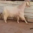 تيس فحل ابيض مشروط